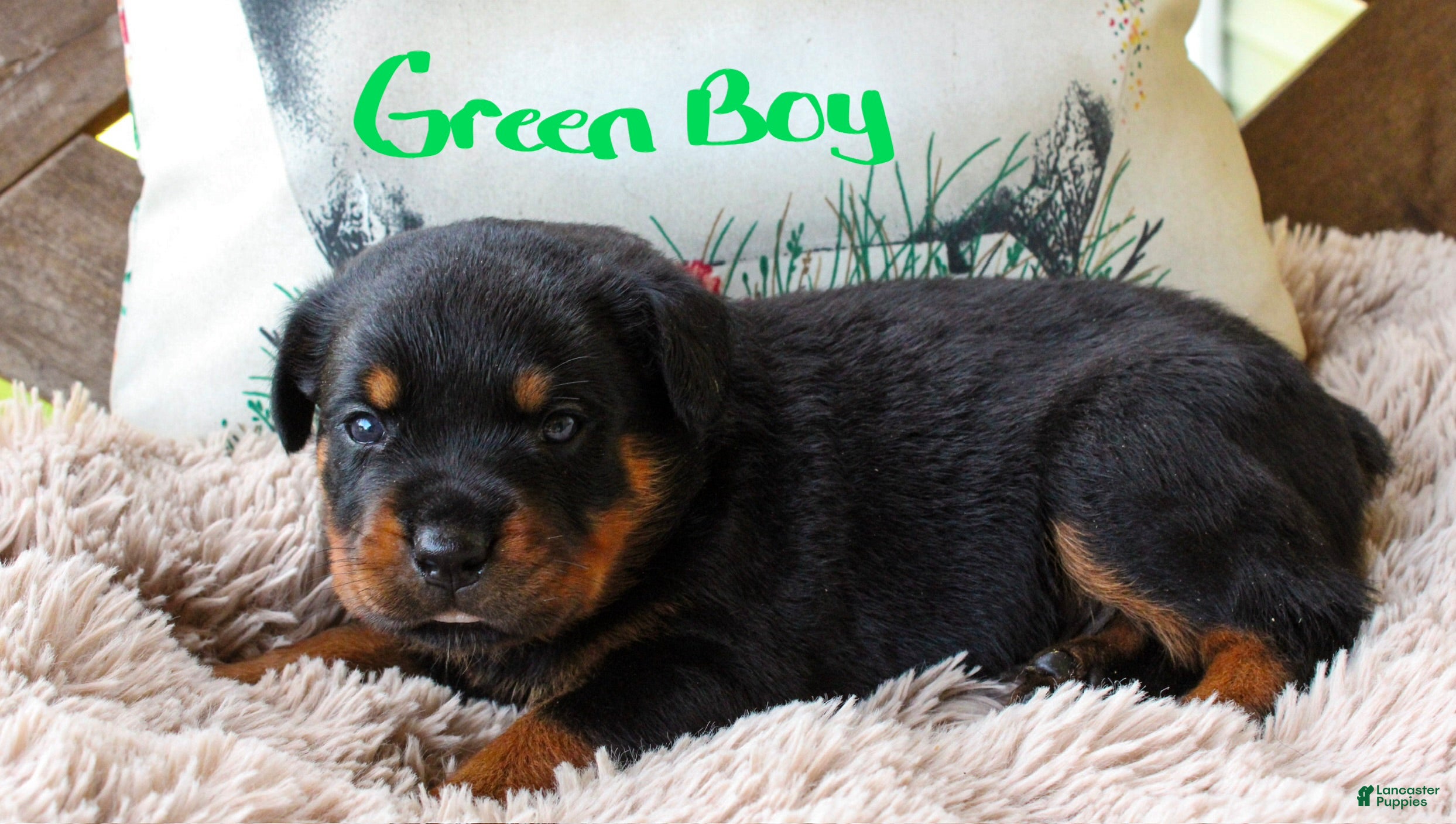 Rottweiler dogs Rottweiler 1 - Ad 25