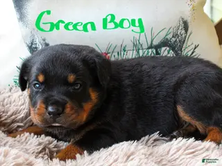 Rottweiler dogs Rottweiler 1 - Ad 25