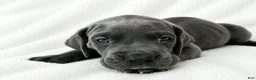 Great Dane dogs for sale: Carver  - Ad 4