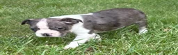 Boston Terrier dogs for sale: Boston Terrier  - Ad 11