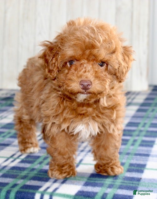 Maltipoo dogs Cookie - Ad 2