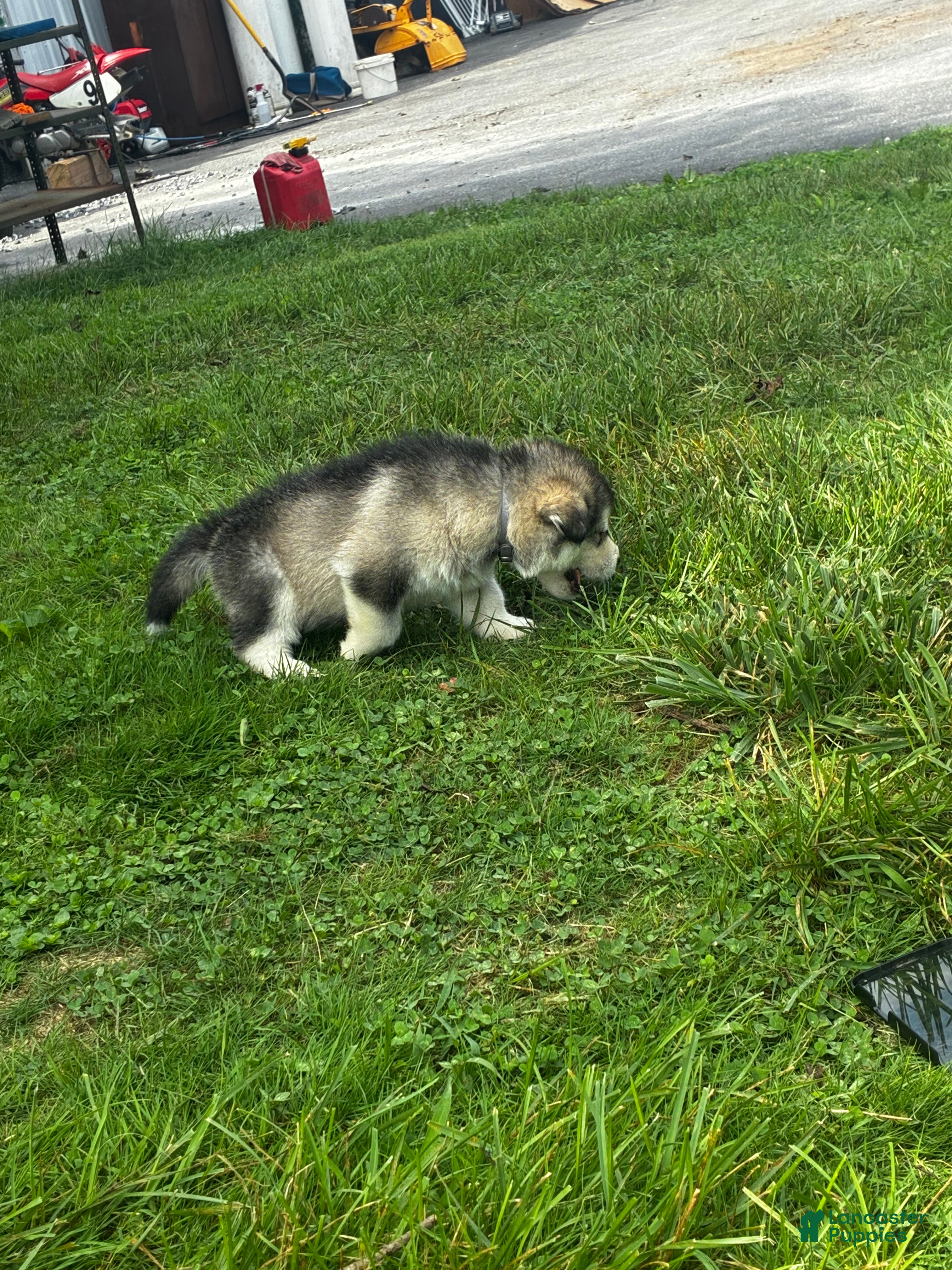 Alaskan Malamute dogs George  - Ad 2