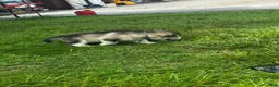 Alaskan Malamute dogs for sale: George  - Ad 2