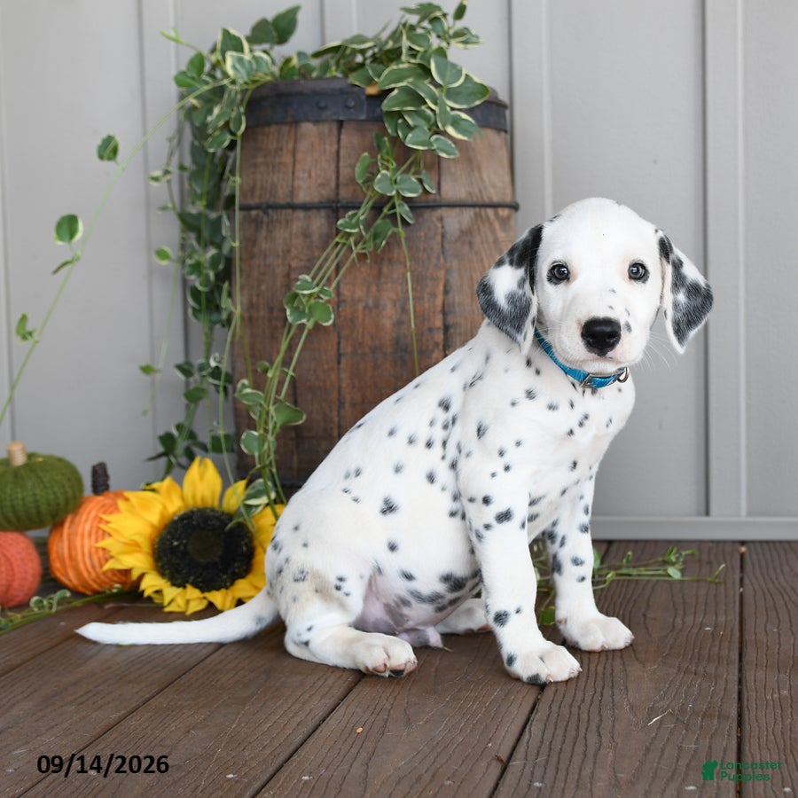 Dalmatian dogs Lucky - Ad 1