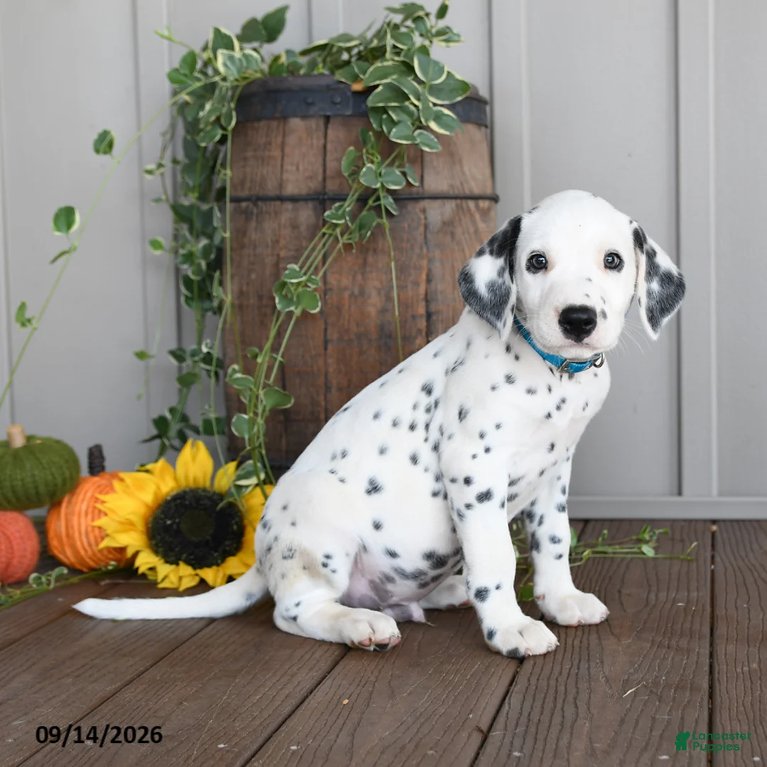 Dalmatian dogs for sale: Lucky - Ad 1