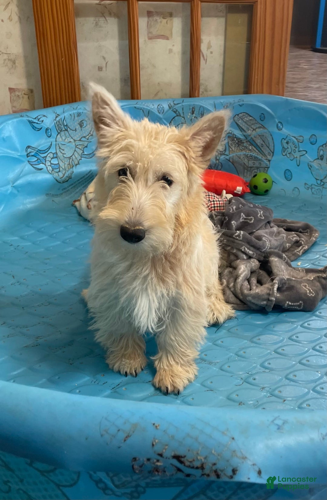 Scottish Terrier dogs for sale: Simone - Ad 4