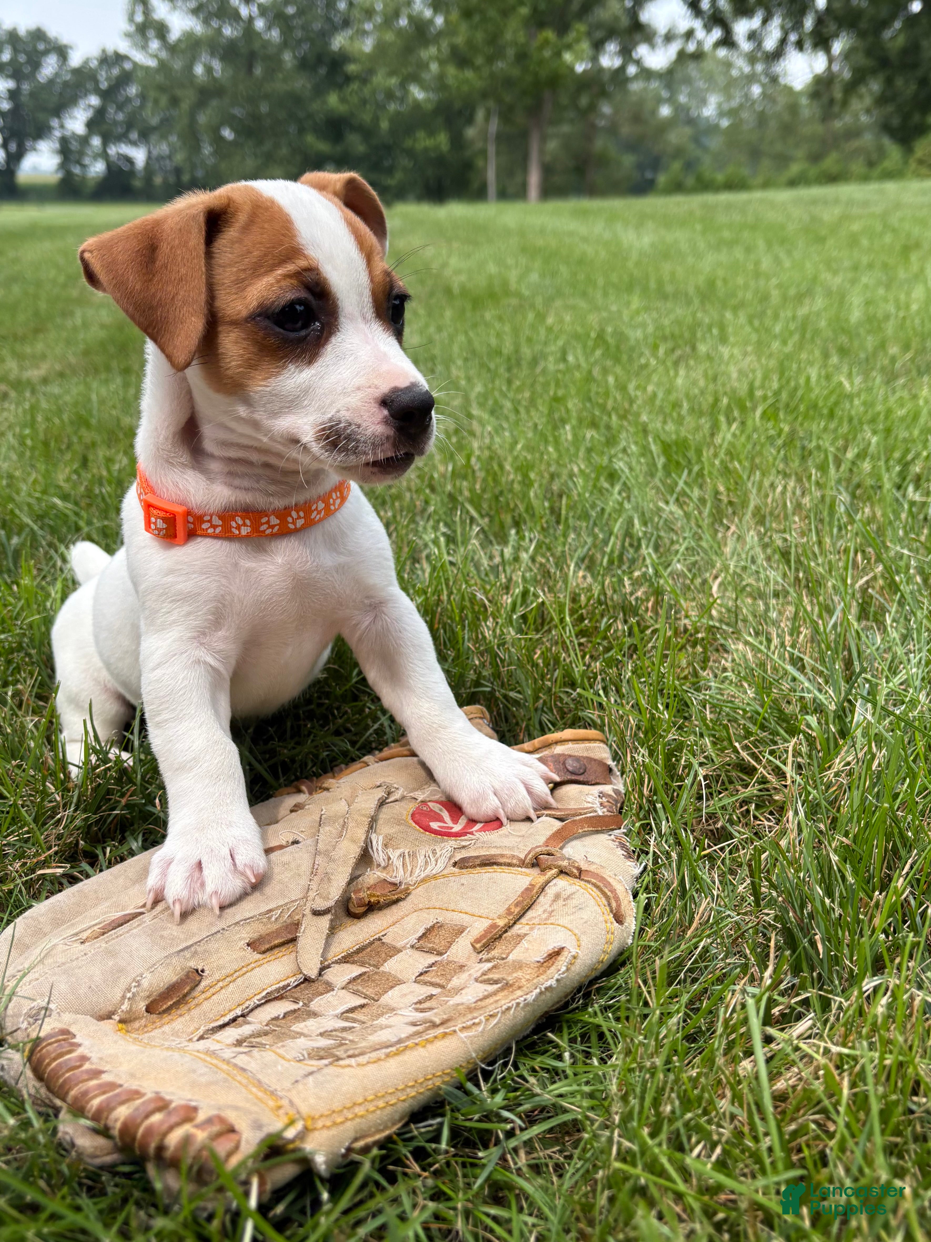 Jack Russell Terrier dogs Riley - Ad 2