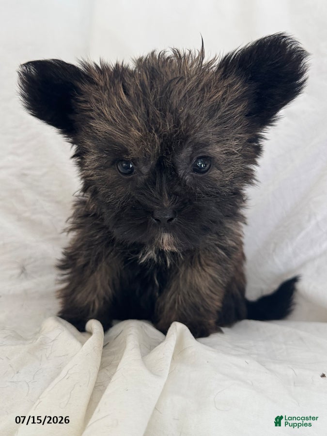 Shorkie dogs Effie - Ad 1