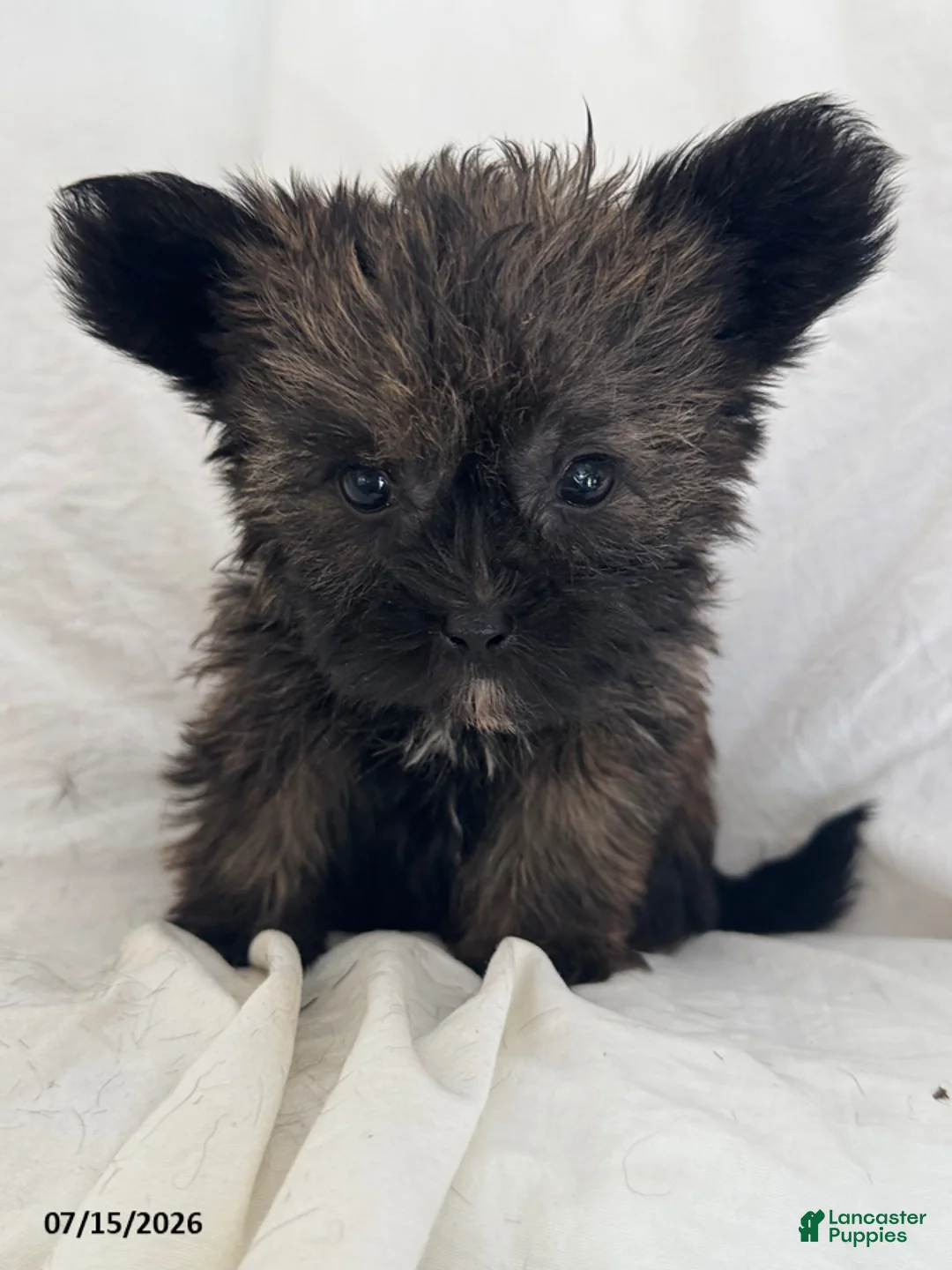 Shorkie dogs for sale: Effie - Ad 1