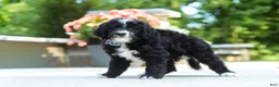 Bernedoodle dogs for sale: Blake - Ad 5