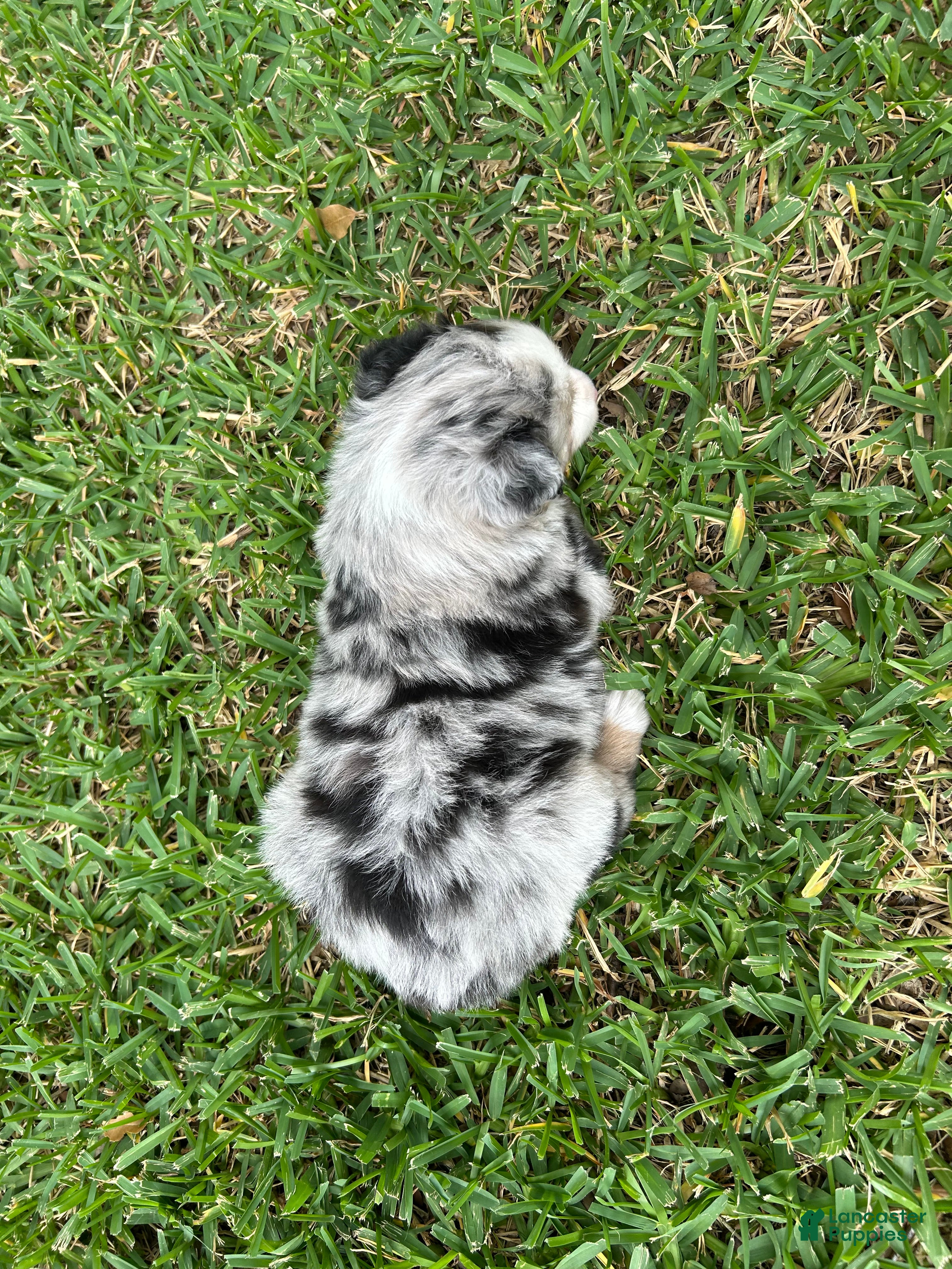 Miniature Australian Shepherd dogs for sale: Atlas - Ad 3