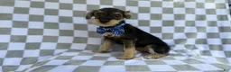 Miniature Schnauzer dogs for sale: Alex - Ad 6