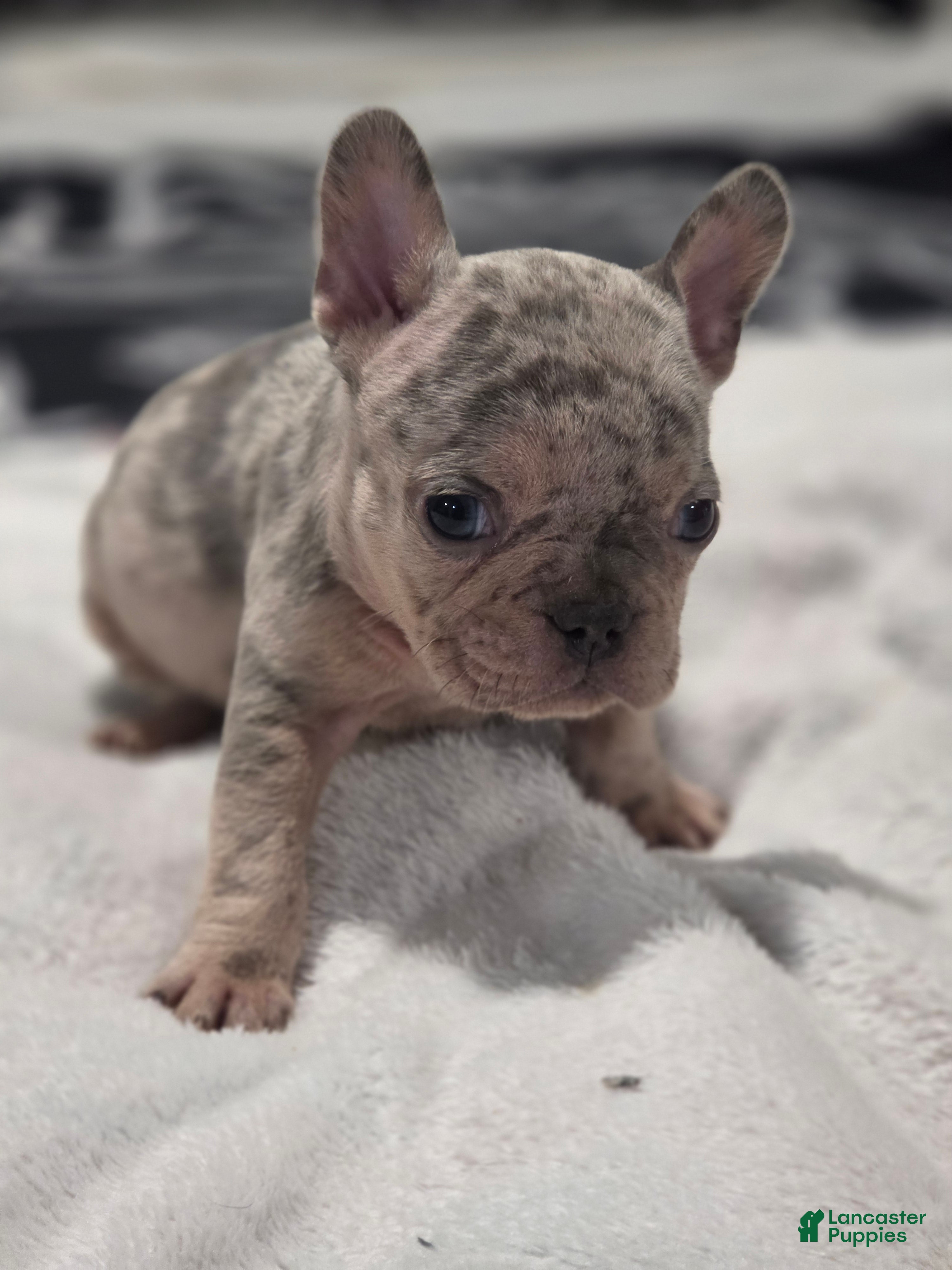 French Bulldog dogs for sale: French Bulldog Puppy 5 - Ad 1