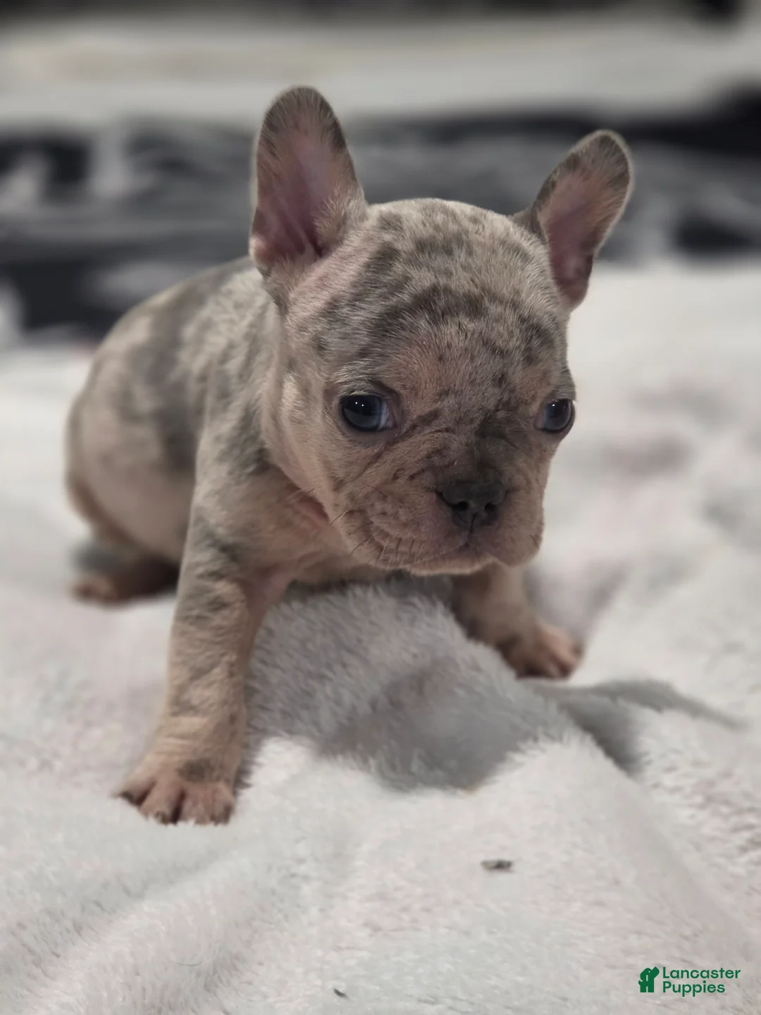French Bulldog dogs for sale: French Bulldog Puppy 5 - Ad 1