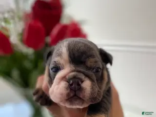 English Bulldog dogs Hugs - Ad 28