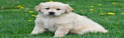 Golden Retriever dogs for sale: Cassandra - Ad 17
