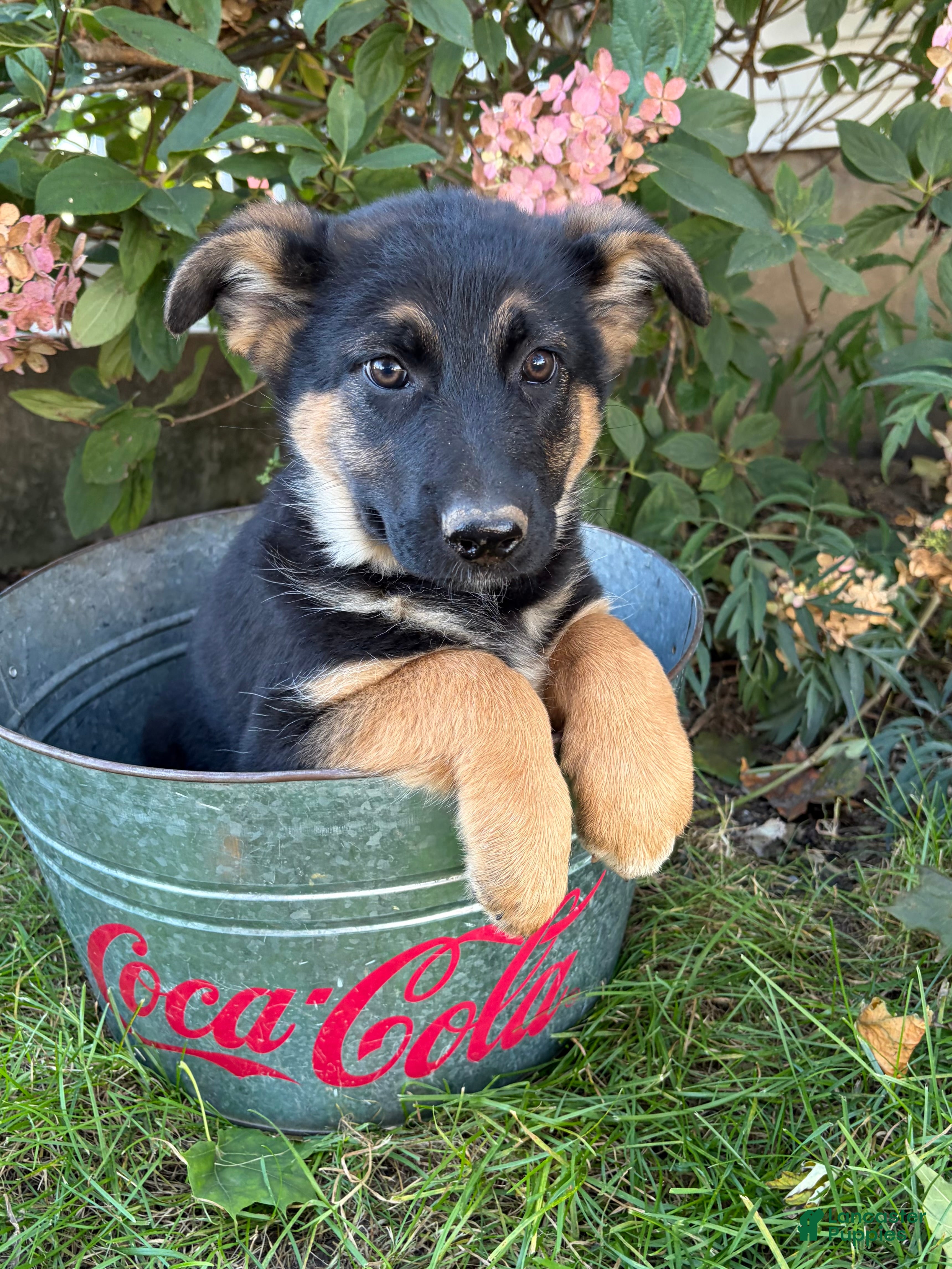 German Shepherd dogs Darcy - Ad 1