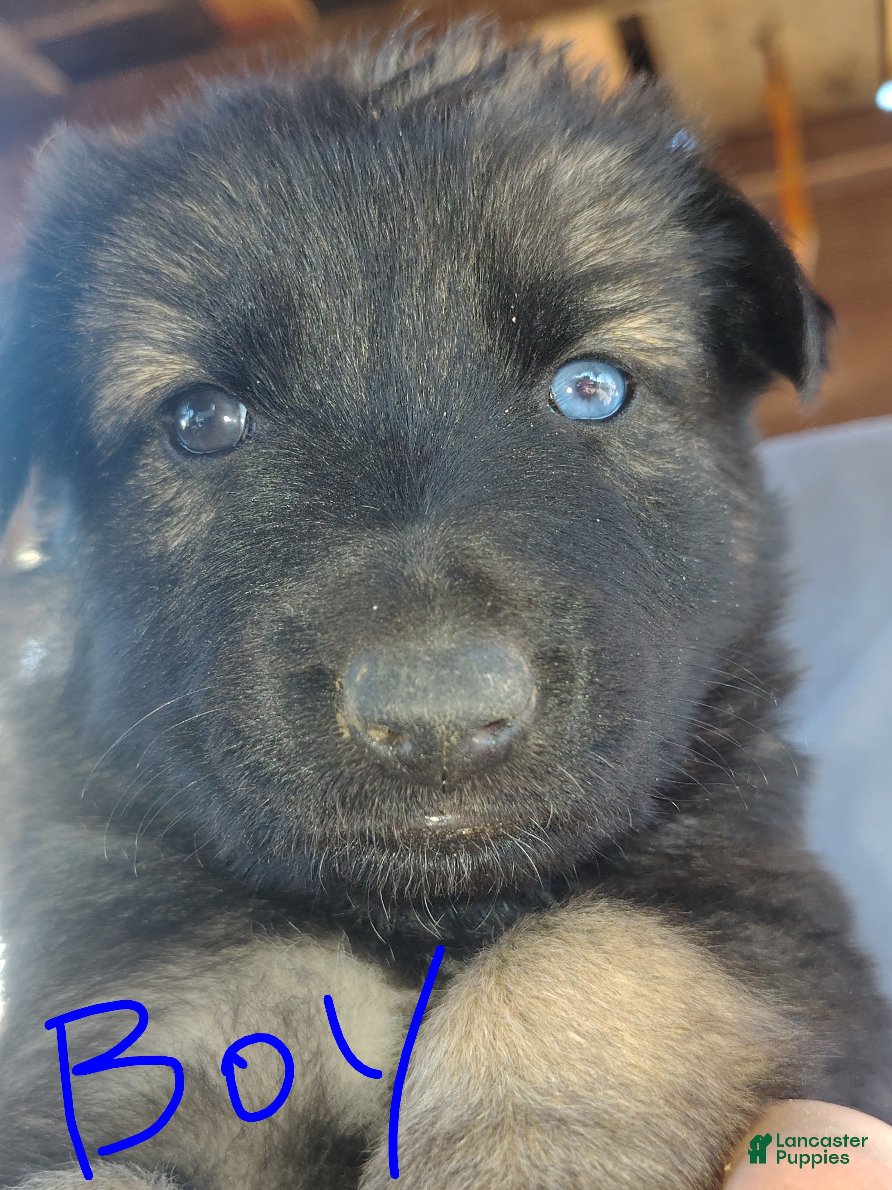 Mixed Breed dogs for sale: Mixed Breed 2 - Ad 39