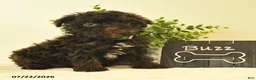 Havapoo dogs for sale: Buzz - Ad 2
