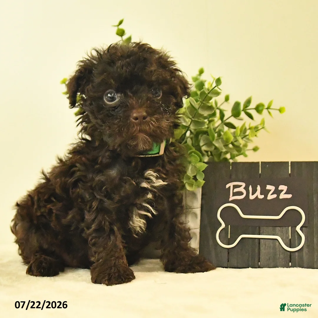 Havapoo dogs for sale: Buzz - Ad 2