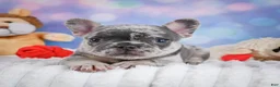 French Bulldog dogs for sale: Daisy - Ad 2