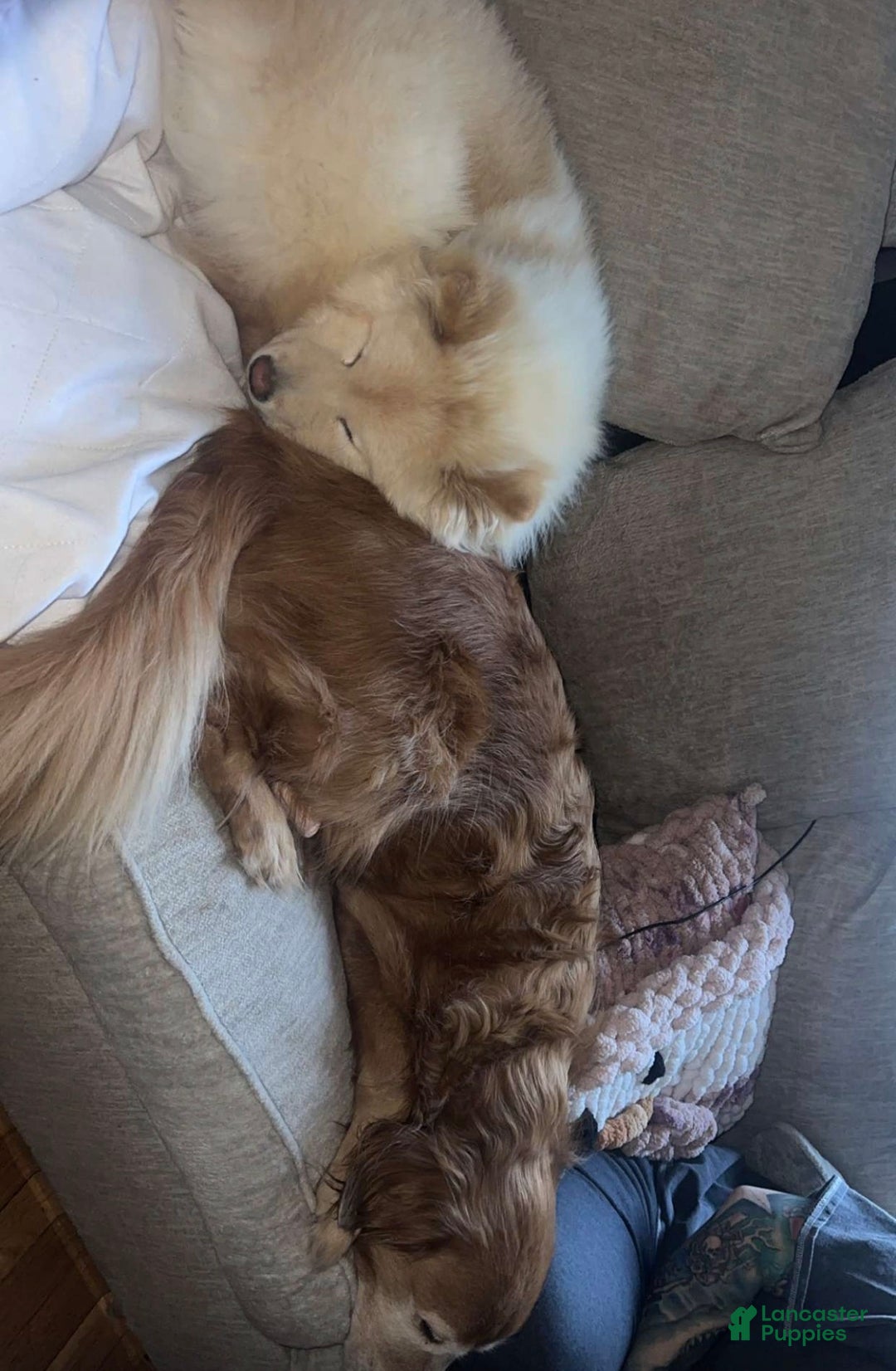 Chow Chow dogs for sale: Chow Chow  - Ad 4