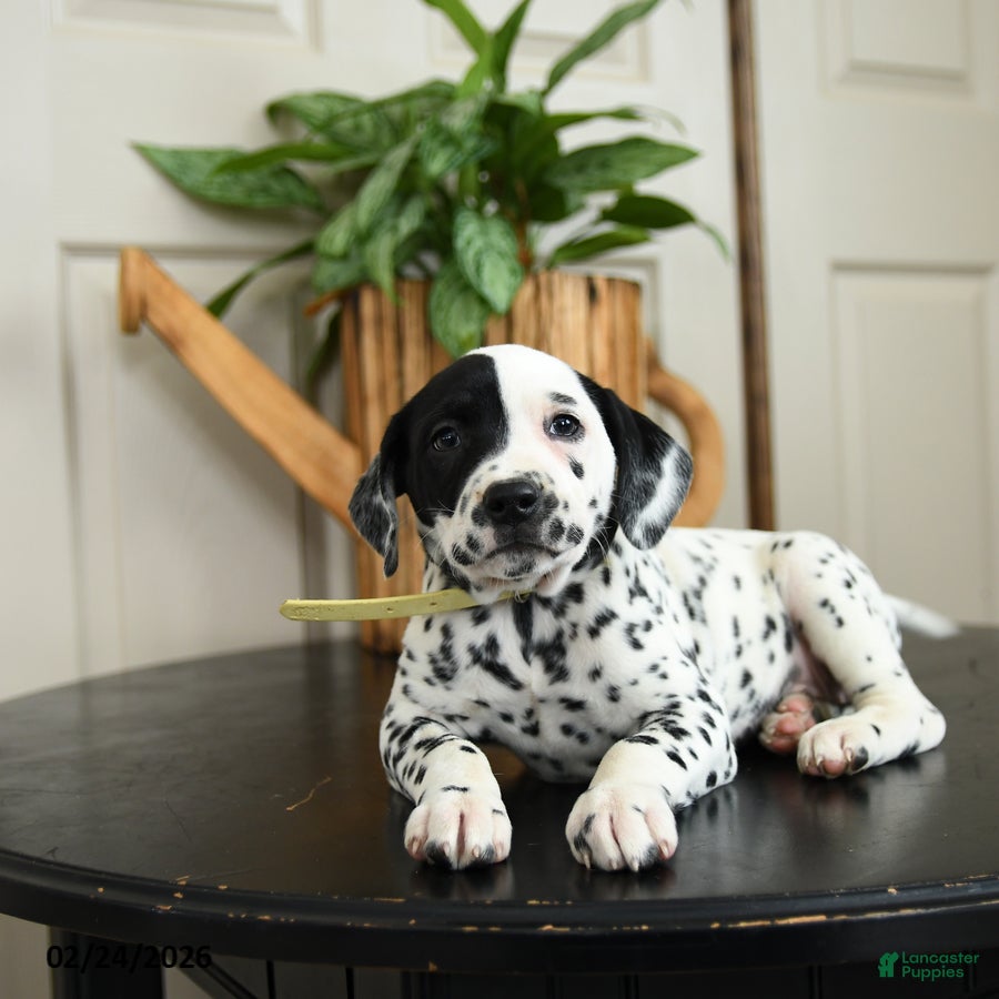 Dalmatian dogs Kelsey - Ad 2