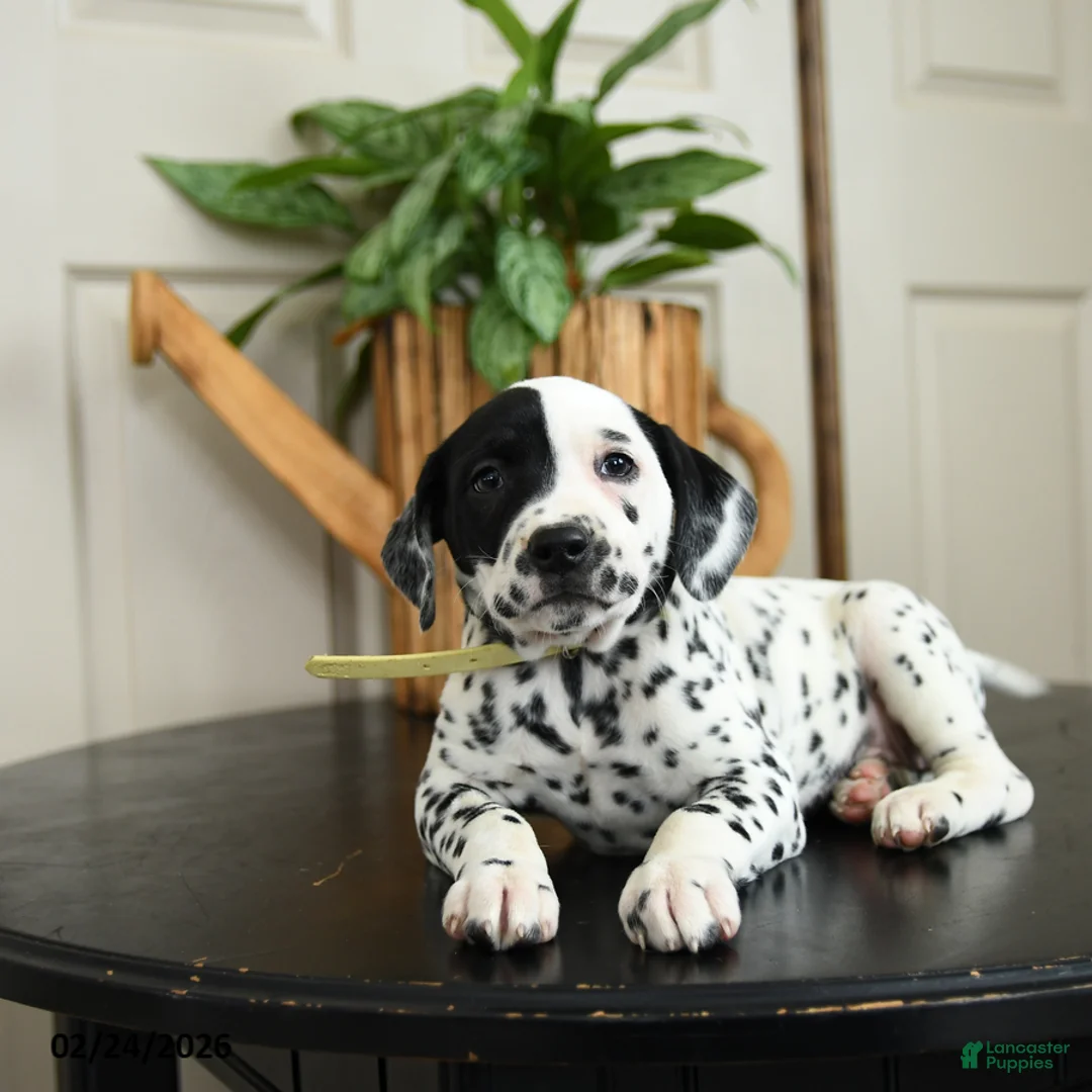 Dalmatian dogs for sale: Kelsey - Ad 2