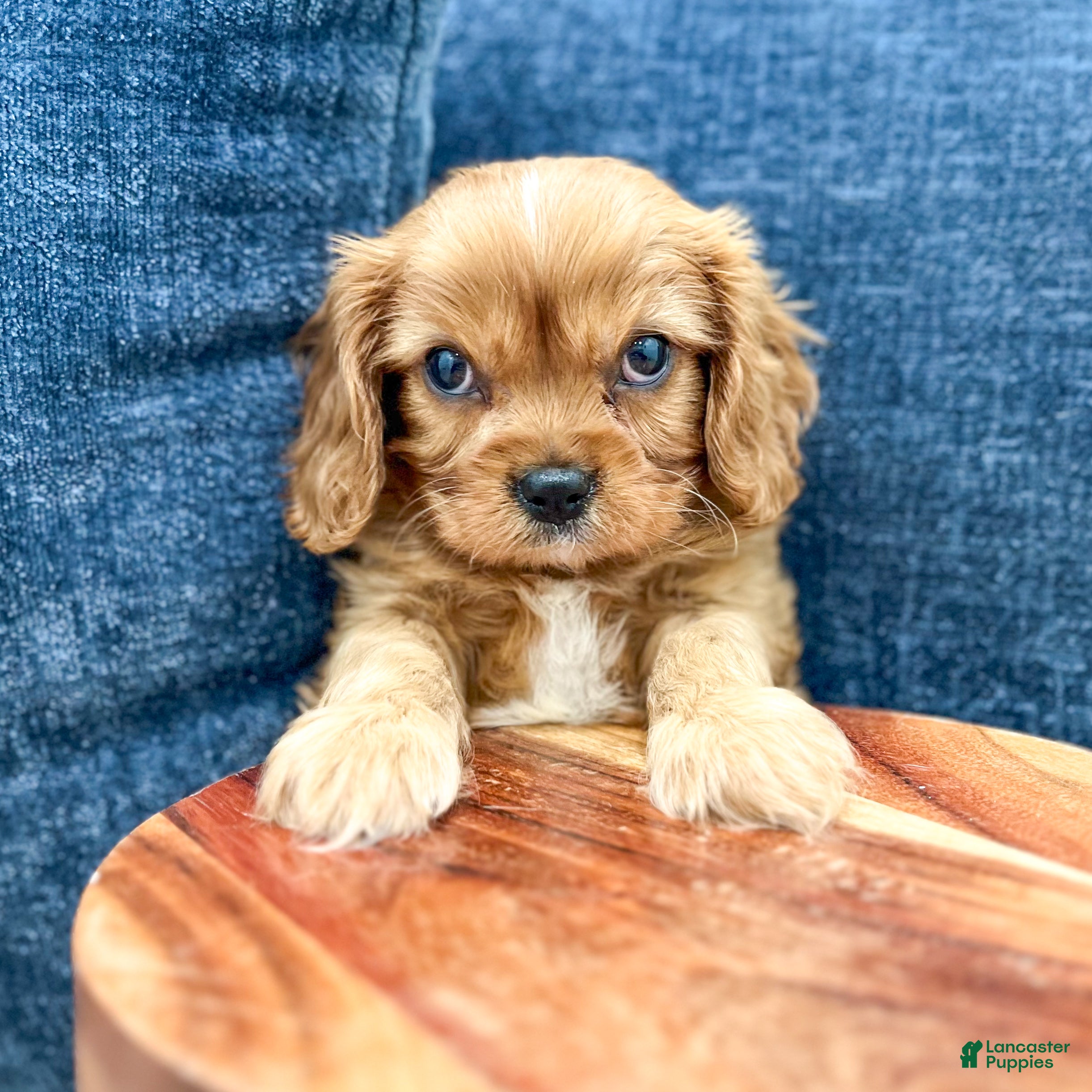 Cavalier King Charles Spaniel dogs Bruce - Ad 2