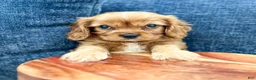 Cavalier King Charles Spaniel dogs for sale: Bruce - Ad 2