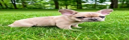 French Bulldog dogs for sale: French Bulldog Male LOUIE - Ad 5