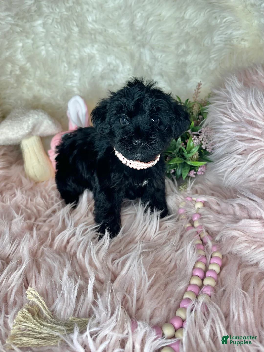 Yorkiepoo dogs for sale: Bubbles  - Ad 2