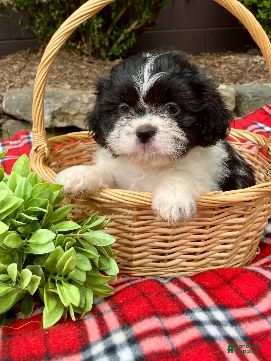 Shih Tzu dogs for sale: Tessa - Ad 1