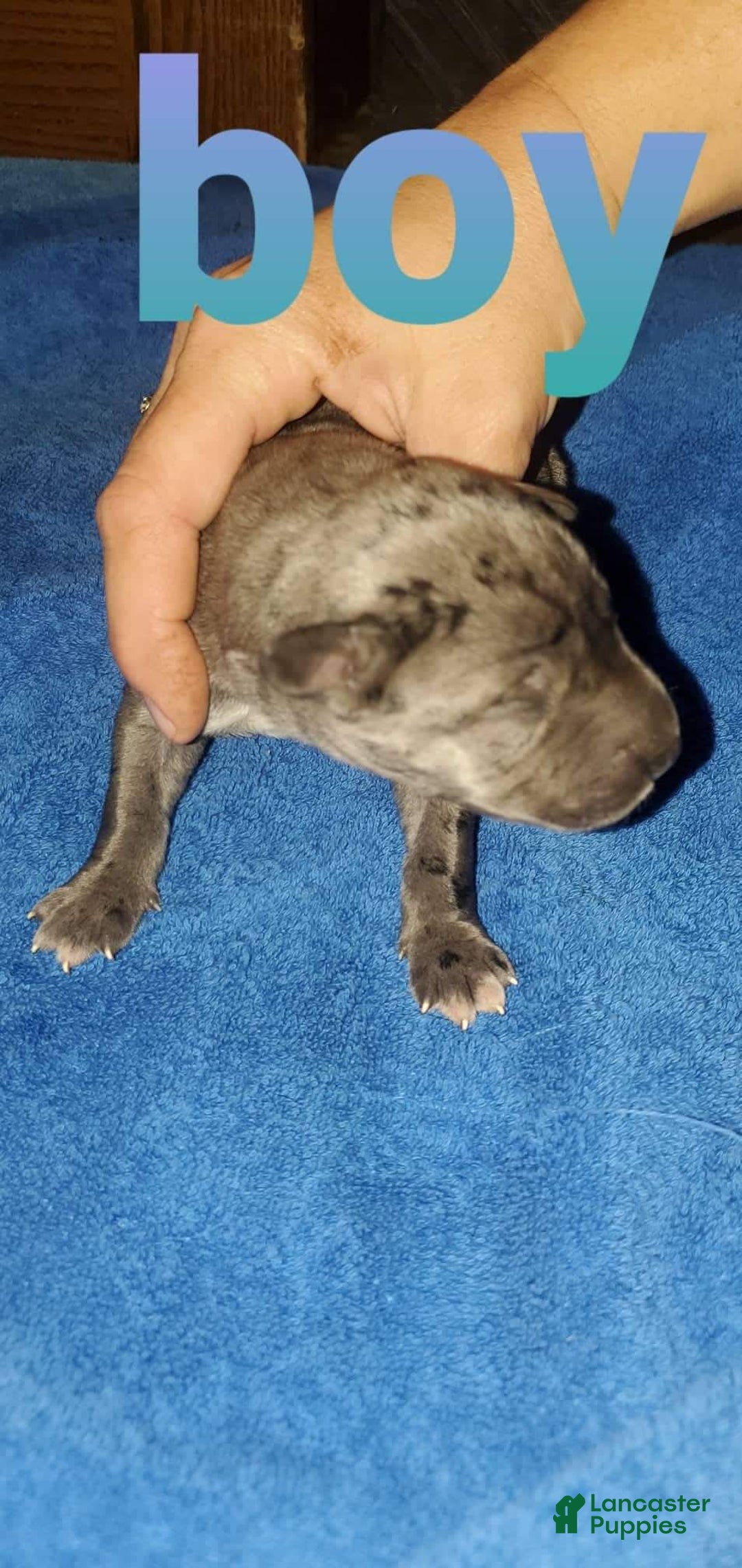 Gallery Image {{count}}