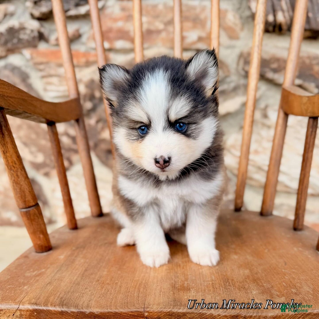 Pomsky dogs for sale: Cleo - Ad 3
