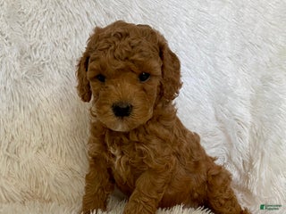 Toy Poodle dogs Marie - Ad 13