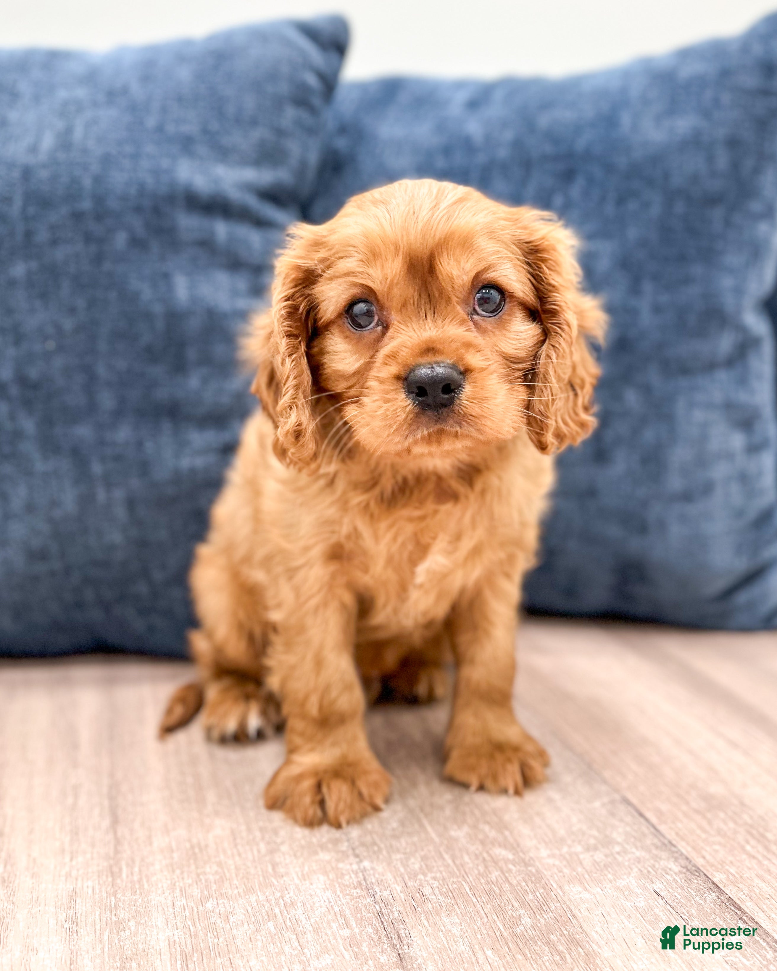 Cavalier King Charles Spaniel dogs for sale: Max - Ad 1