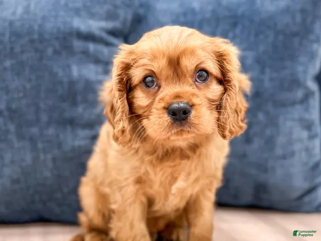 Cavalier King Charles Spaniel dogs for sale: Max - Ad 1