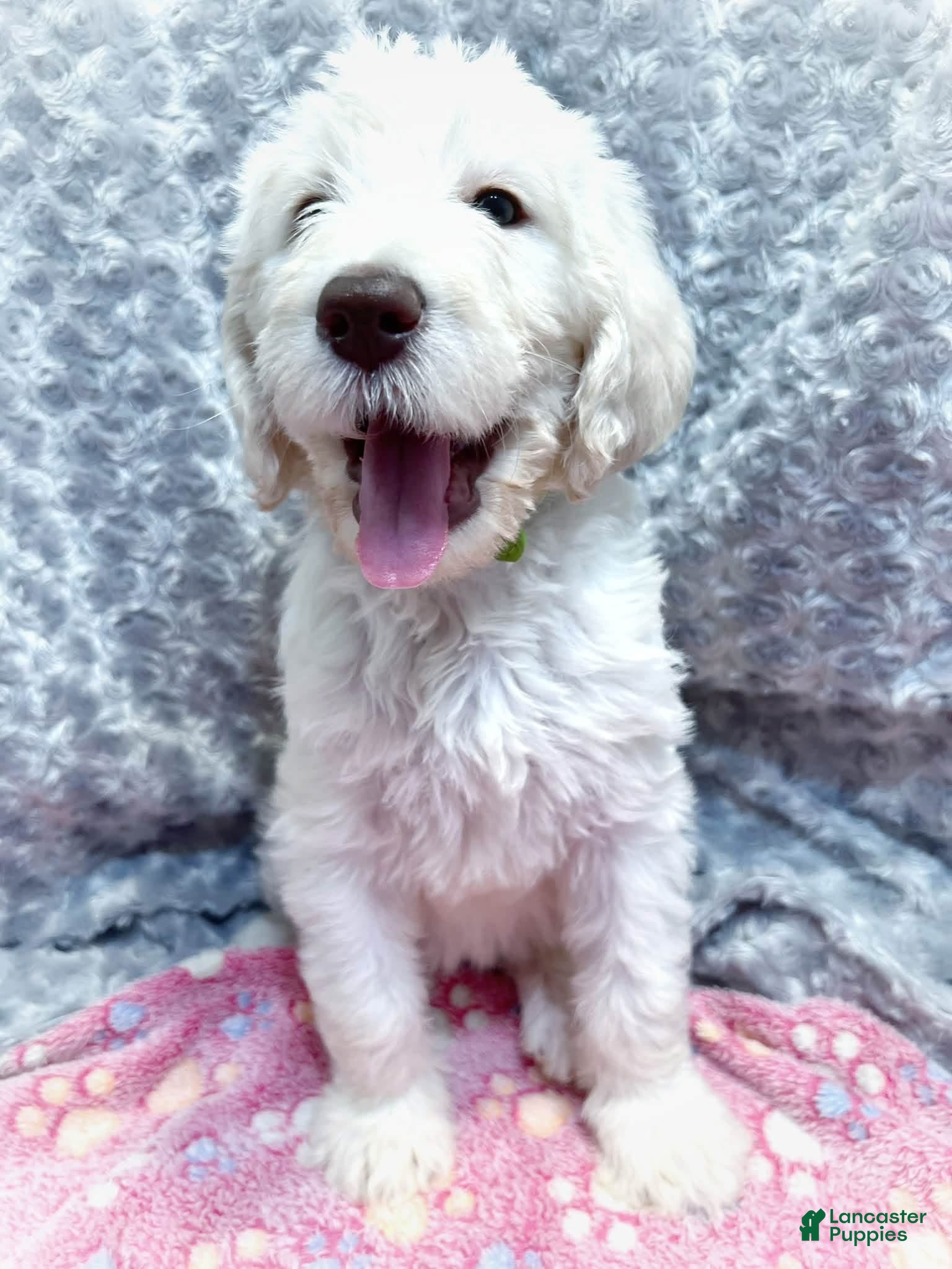 Labradoodle dogs Labradoodle 6 - Ad 32