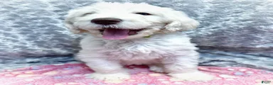 Labradoodle 6