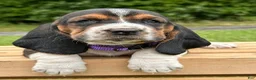 Basset Hound dogs for sale: Isabella - Ad 11