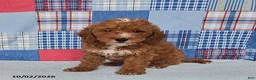 Mini Goldendoodle dogs for sale: Carter - Ad 2