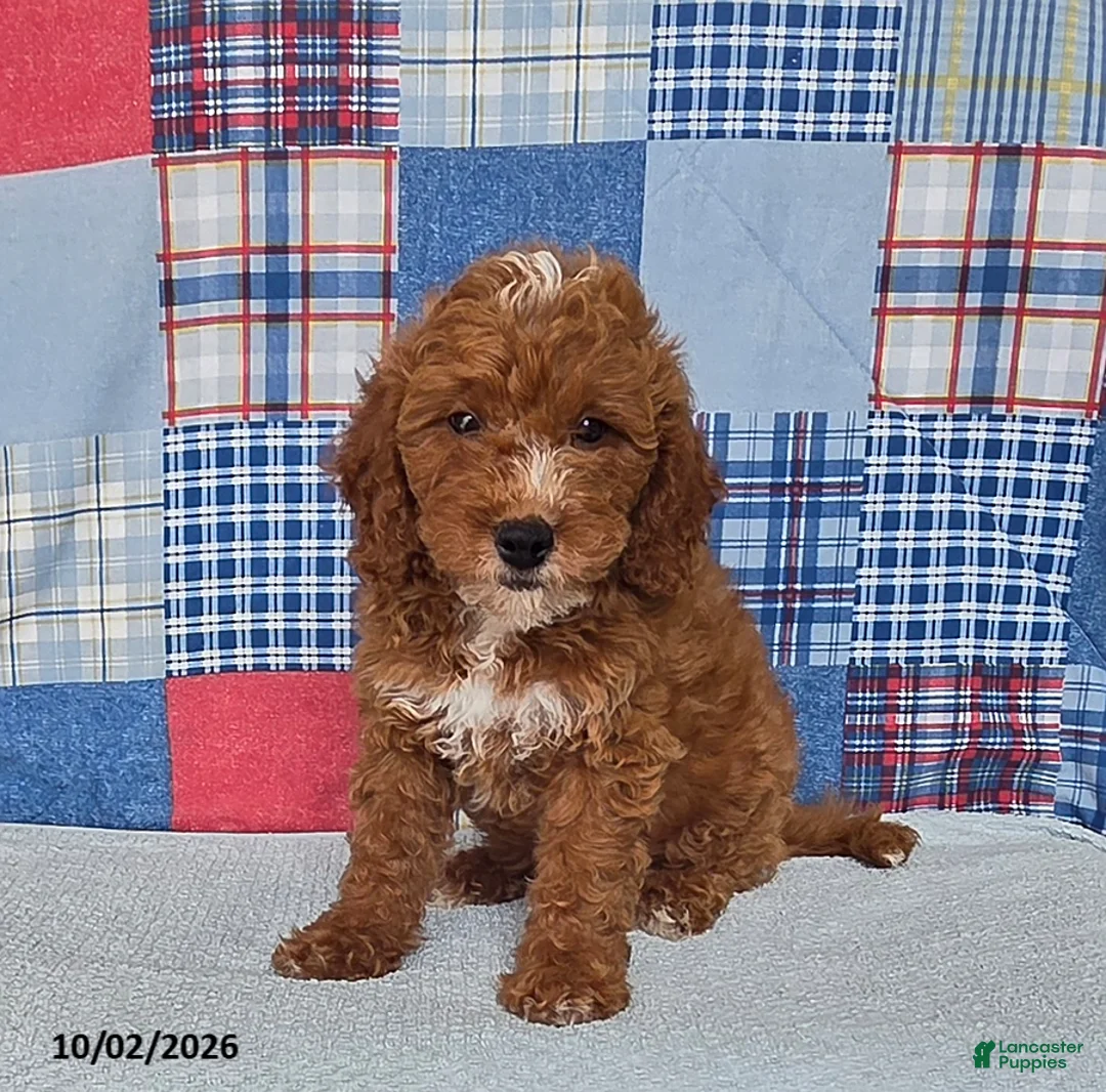 Mini Goldendoodle dogs for sale: Carter - Ad 2