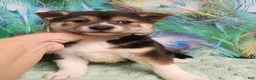 Shiba Inu dogs for sale: Keno 7 weeks old. - Ad 13
