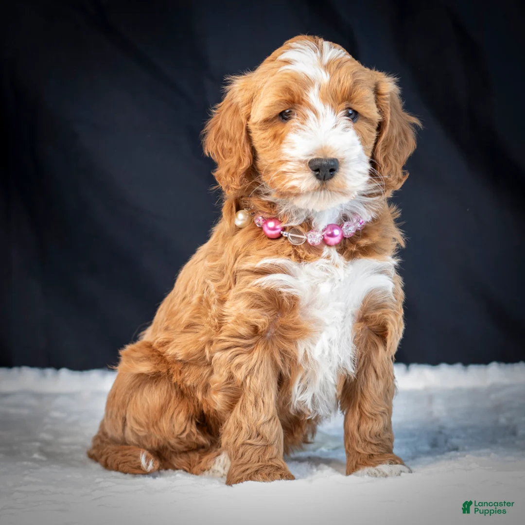 Mini Goldendoodle dogs for sale: Bubbles - Ad 1