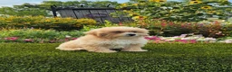 Havapoo dogs for sale: Asher - Ad 8
