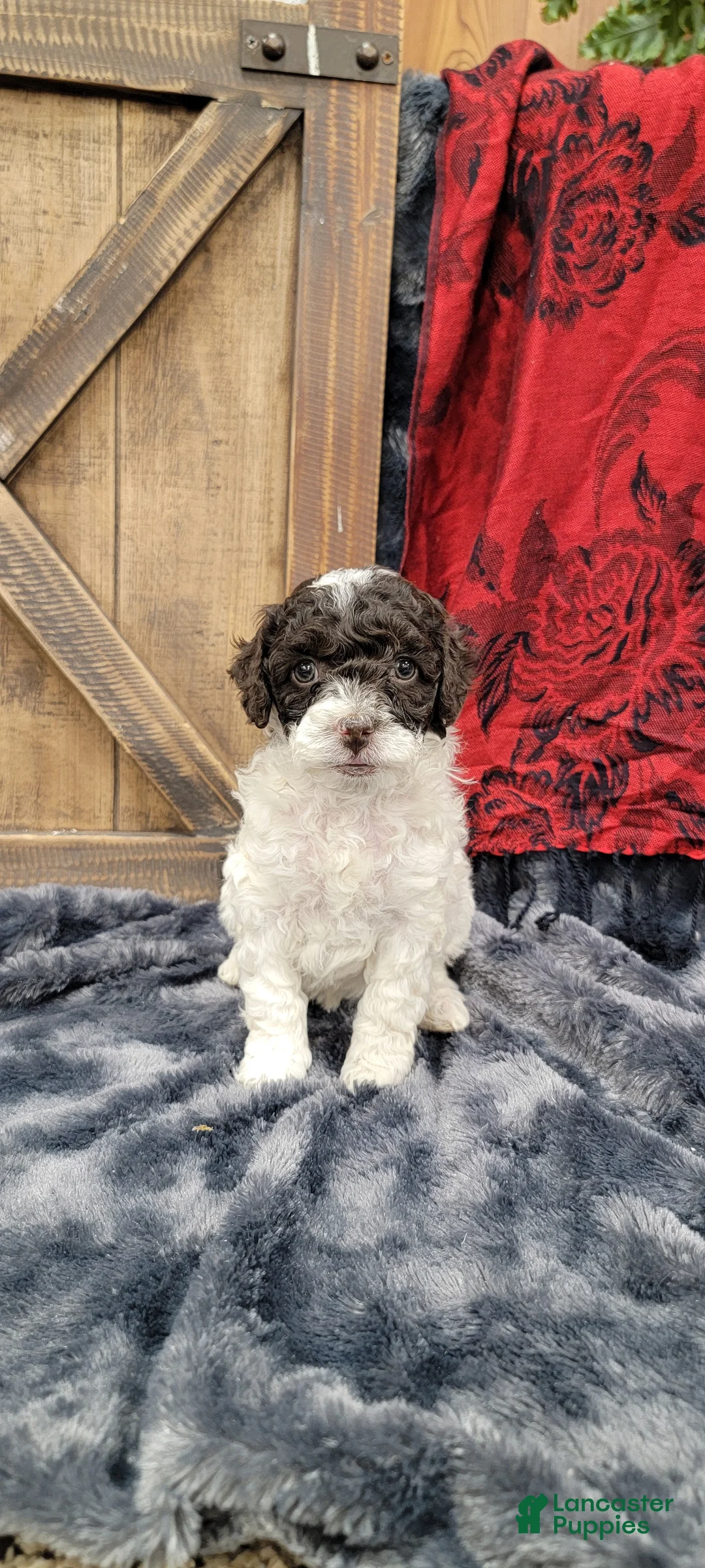 Cockapoo dogs for sale: Sally - Ad 6
