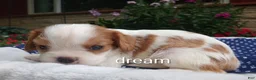 Cavapoo dogs for sale: Dewey  - Ad 4