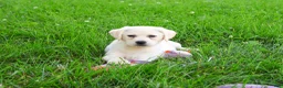Labrador Retriever dogs for sale: Silvermist - Ad 6