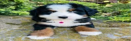 Bernedoodle dogs for sale: Peach Bellini - ultra Bernedoodle  - Ad 7